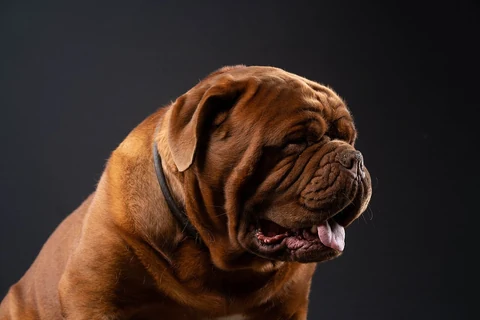 A Dogue de Bordeaux’s short muzzle and facial folds.