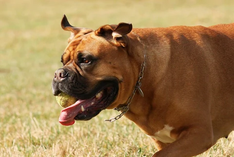 A Dogue de Bordeaux carrying a ball in its mouth.