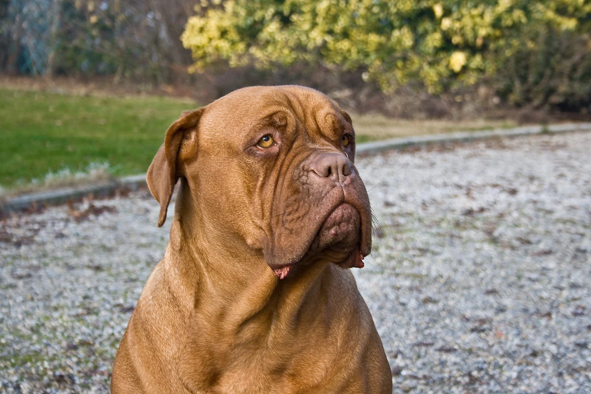 A Dogue de Bordeaux’s face outdoors.