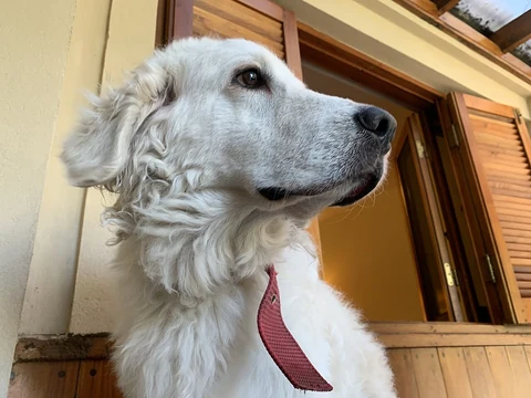 Der Kopf und das gewellte Fell eines Kuvasz.