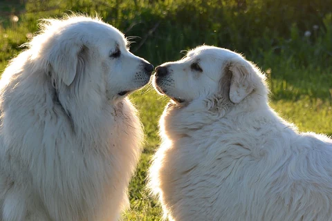 Zwei Kuvasz stehen sich im Freien gegenüber.