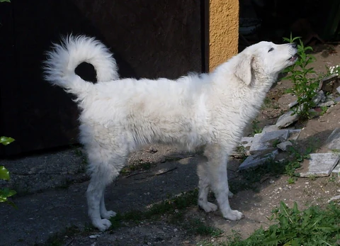 Ein junger Kuvasz steht im Freien.