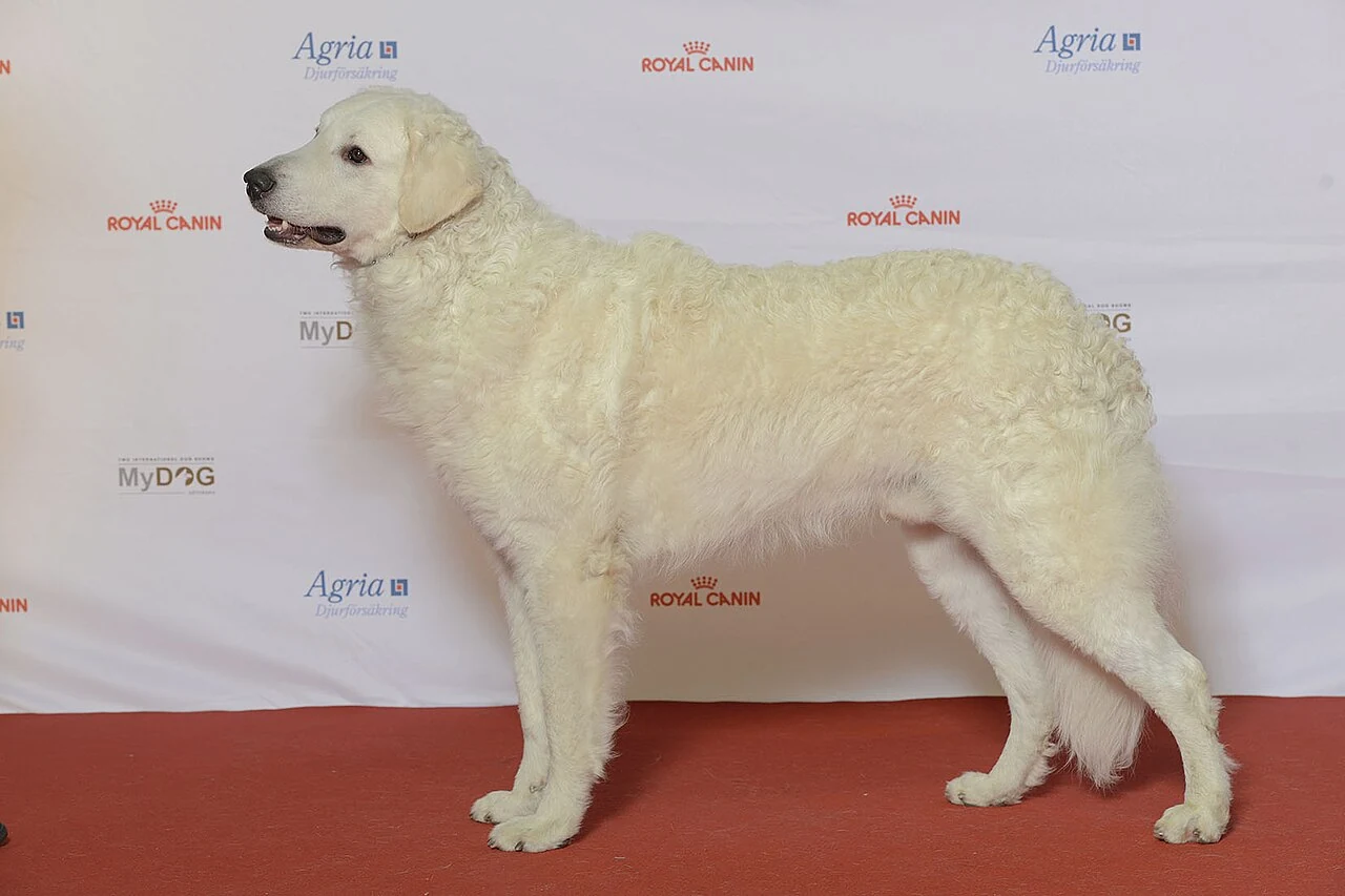 Ein Kuvasz wird bei MyDOG in Göteborg vorgestellt.