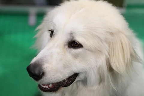 Der Kopf und das weiße Fell eines Maremmen-Abruzzen-Schäferhundes.