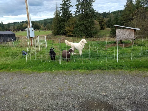 Ein Maremmen-Abruzzen-Schäferhund steht mit zwei Ziegen auf einer eingezäunten Weide.