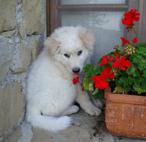 Ein Maremmen-Abruzzen-Schäferhundwelpe sitzt neben einem Blumentopf.