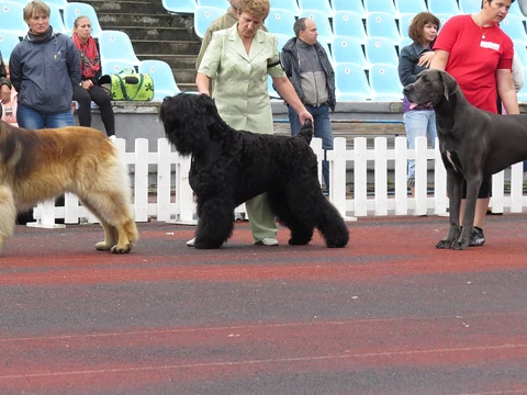 Ein Schwarzer Russischer Terrier wird neben anderen Hunden bei einer Ausstellung in Tallinn vorgestellt.