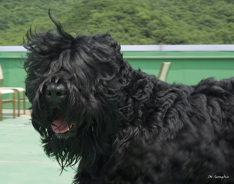 Das schwarze Fell und der Bart eines Schwarzen Russischen Terriers.