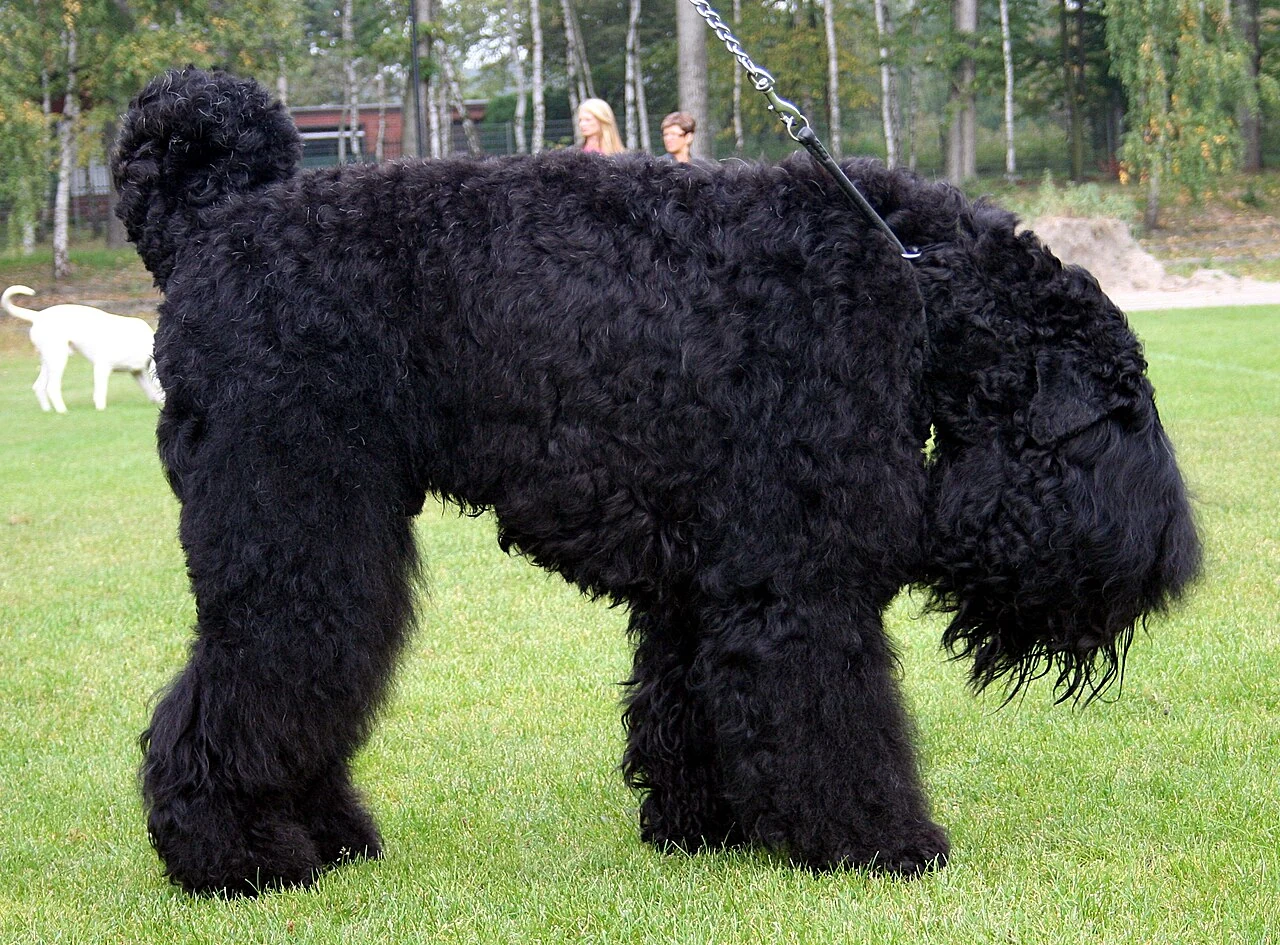 Ein Schwarzer Russischer Terrier steht bei einer Hundeausstellung auf einer Wiese.