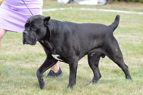 Ein Cane Corso mit kupierten Ohren läuft auf einer Hundeausstellung.