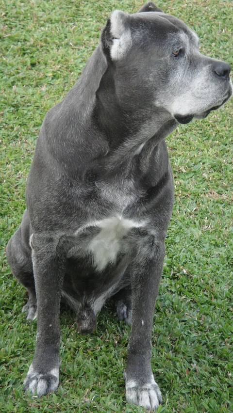 Ein achtjähriger Cane Corso mit operativ gekürzten Ohren sitzt auf Gras.