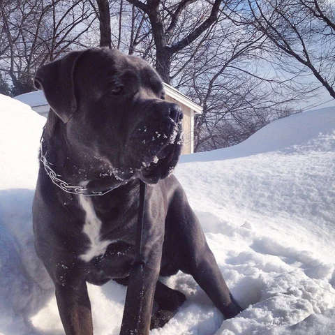 Ein Cane Corso mit Schnee an der Schnauze.