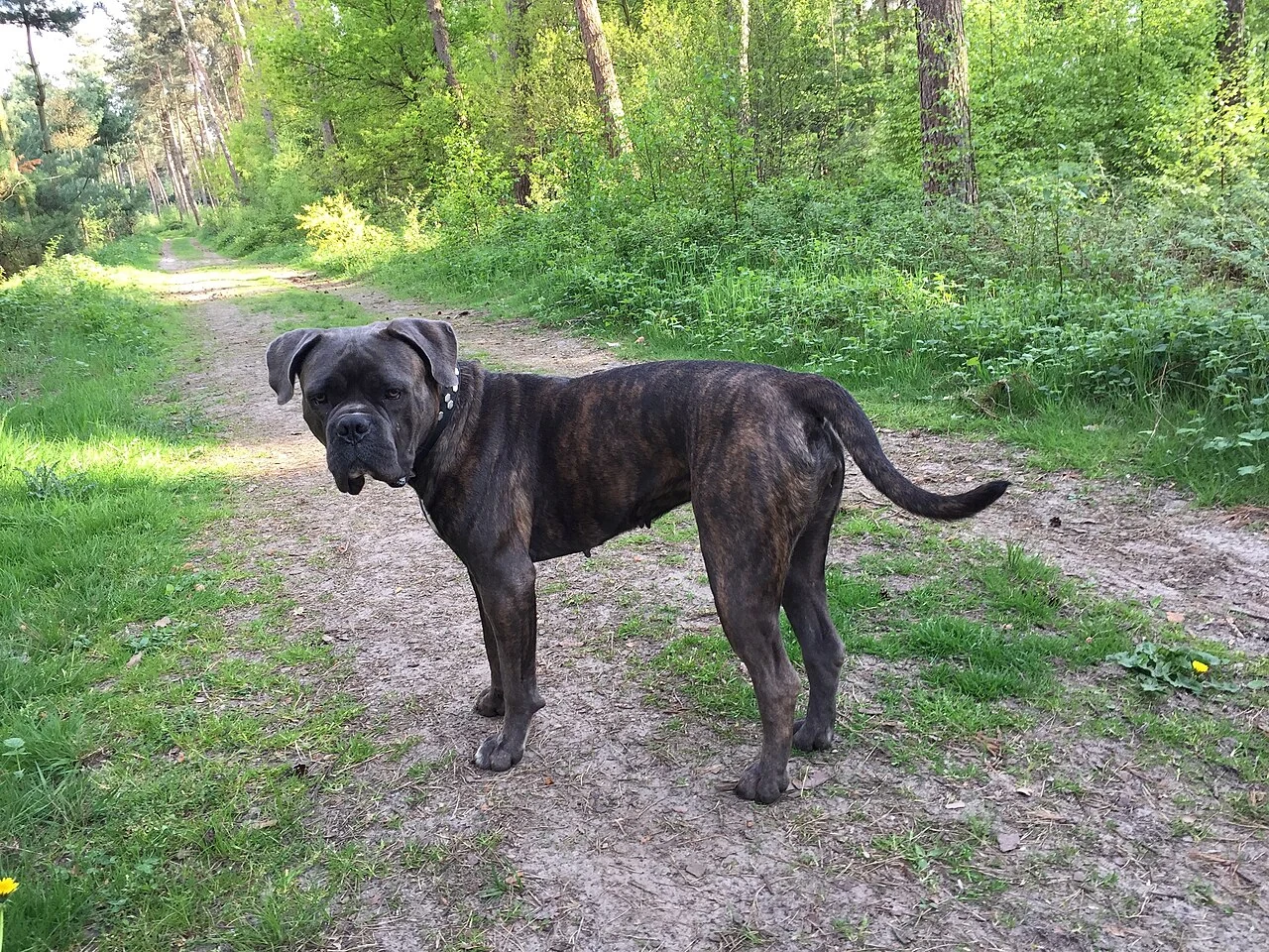 Ein gestromter Cane Corso steht auf einem Waldweg.