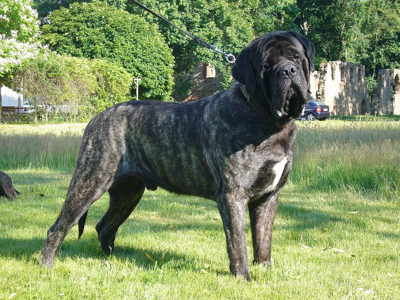 Ein gestromter Mastiff steht auf einer Wiese.