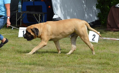 Ein Mastiff läuft im Ring einer Hundeausstellung.