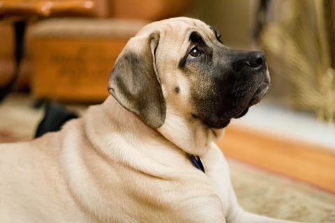 Kopfporträt eines Mastiffs.