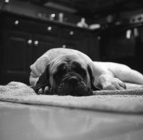 Ein Mastiff schläft auf einer Decke, aufgenommen auf Schwarzweißfilm.