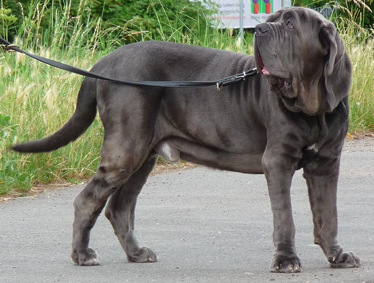 A Neapolitan Mastiff standing outdoors.