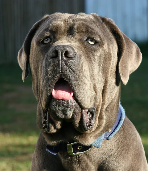 A portrait of a seven-month-old Neapolitan Mastiff.