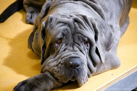 A close portrait of a Neapolitan Mastiff resting on a yellow surface.