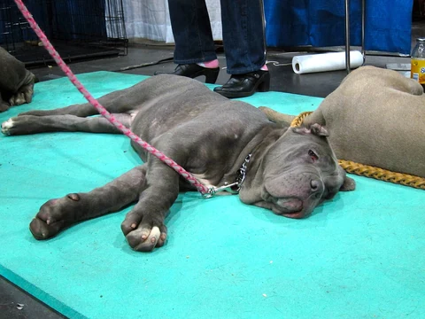 A Neapolitan Mastiff lying on a green mat at a dog show.