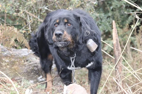 Eine Hündin vom regionalen Tibetdoggentyp Bhote in Baglung, Nepal.
