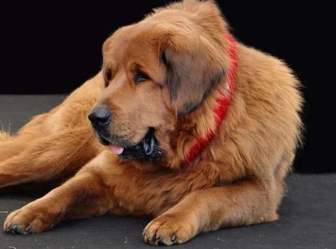 Eine Tibetdogge mit rotem Schmuckkragen beim tibetischen Kulturfestival in Paris.