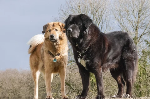 Zwei Tibetdoggen im Freien.