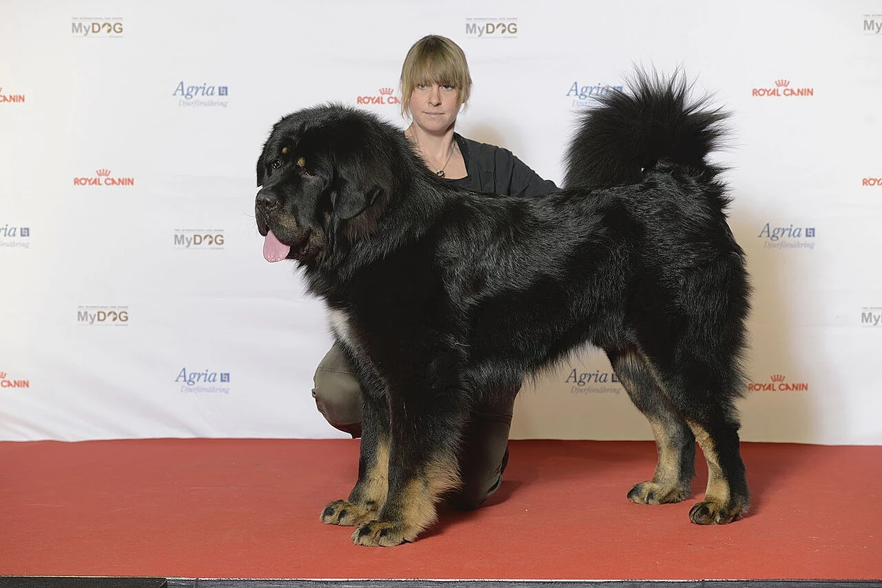 Eine Tibetdogge steht im Ring der Hundeausstellung MyDOG 2016.