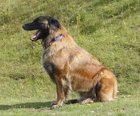 A long-coated Estrela Mountain Dog sitting on grass.