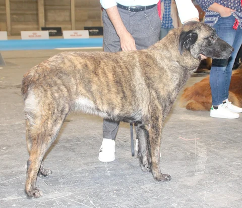 Ein kurzhaariger Serra da Estrela Berghund steht bei einer Hundeausstellung.