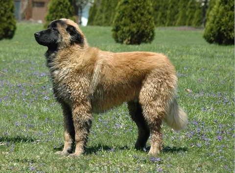 Ein junger Serra da Estrela Berghund steht im Garten.