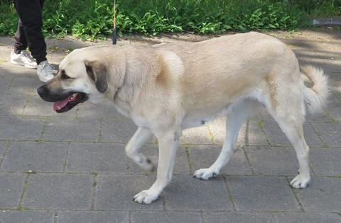 Una hembra de Kangal camina con correa por un sendero pavimentado.