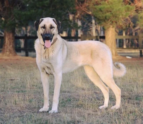 Ein Kangal steht auf einer Wiese.