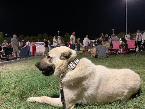 Ein Kangal liegt auf einer Wiese bei einer Hundeausstellung.