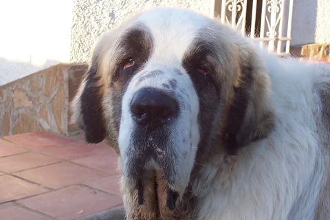 Ein Pyrenäenmastiff im Freien, von vorn fotografiert.