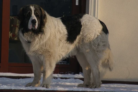 Ein Pyrenäenmastiff steht vor einer Tür auf einer verschneiten Stufe.