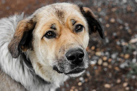 Das Gesicht eines Spanischen Mastiffs im Freien.