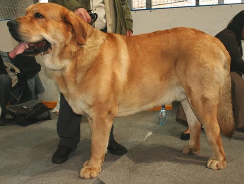 Ein Spanischer Mastiff wird bei einer Hundeausstellung in Katowice vorgestellt.