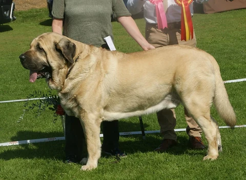 Ein Spanischer Mastiff steht auf einer Wiese bei einer Hundeausstellung.