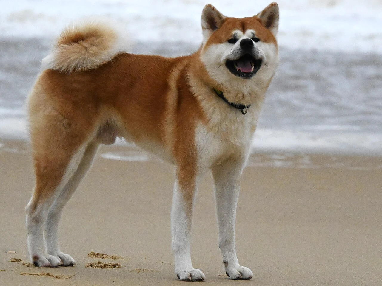 Ein Akita steht am Strand.