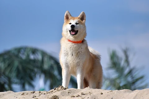 Ein Akita sitzt im Freien.