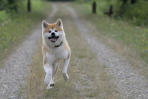 Ein Akita läuft auf einem Weg.