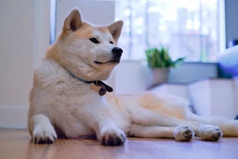 Der Kopf und das dichte Fell eines ruhenden Akitas.