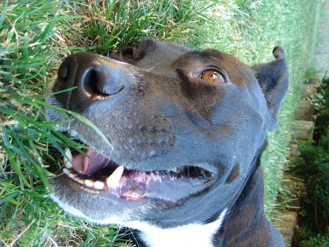 An American Staffordshire Terrier’s head while resting.