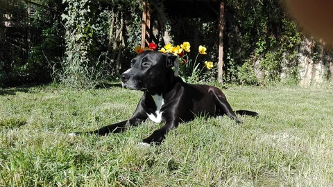 An American Staffordshire Terrier lying on grass.