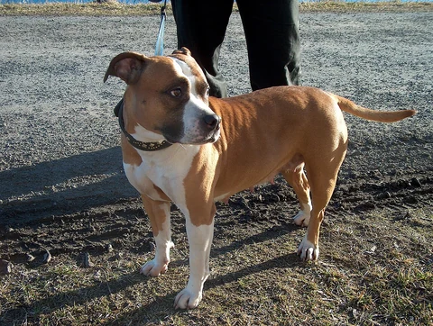 Ein American Staffordshire Terrier steht im Freien.