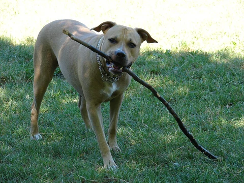 An American Staffordshire Terrier standing on grass with a branch in its mouth.