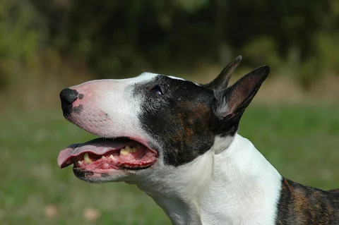 Der Kopf eines dreifarbigen Bullterriers im Profil.