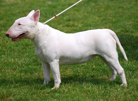 Ein Bullterrier steht an der Leine bei einer Hundeausstellung.
